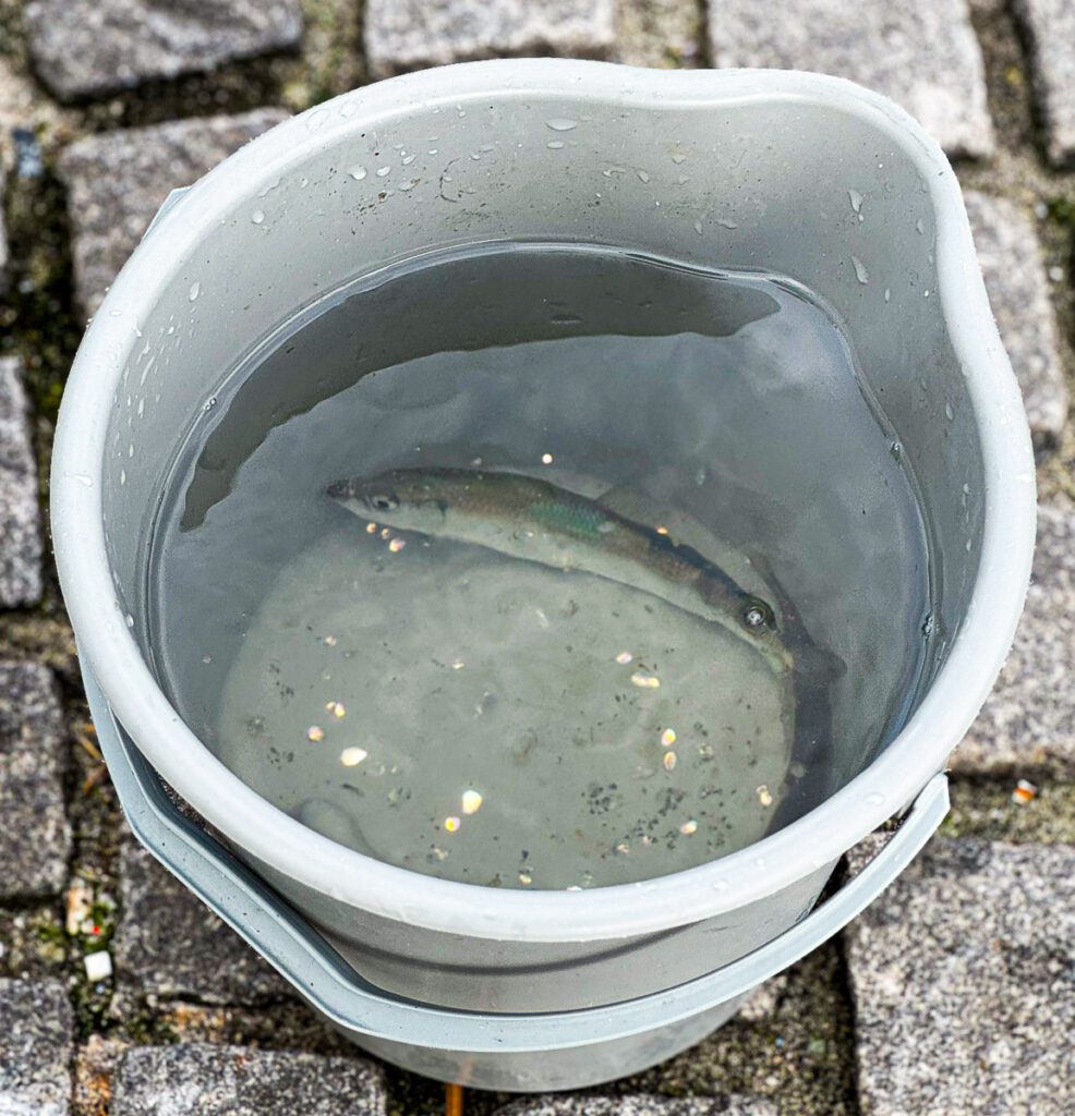 Aarhus Leuchtturm Angelplatz - Fisch im Eimer