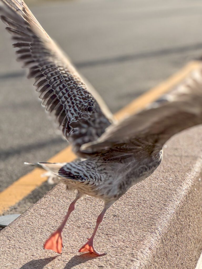 Möwe Aarhus
