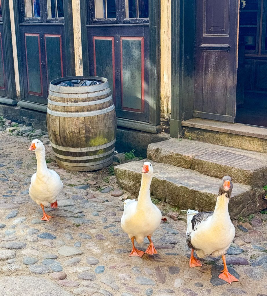 Gänse im Freiluftmuseum