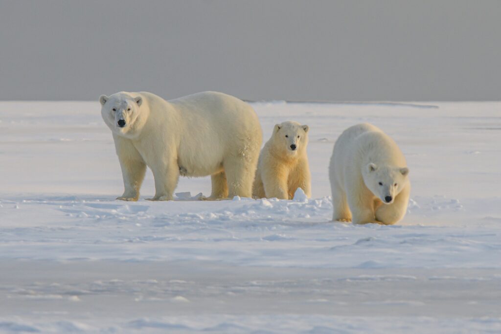 Eisbären in Manitoba Churchill