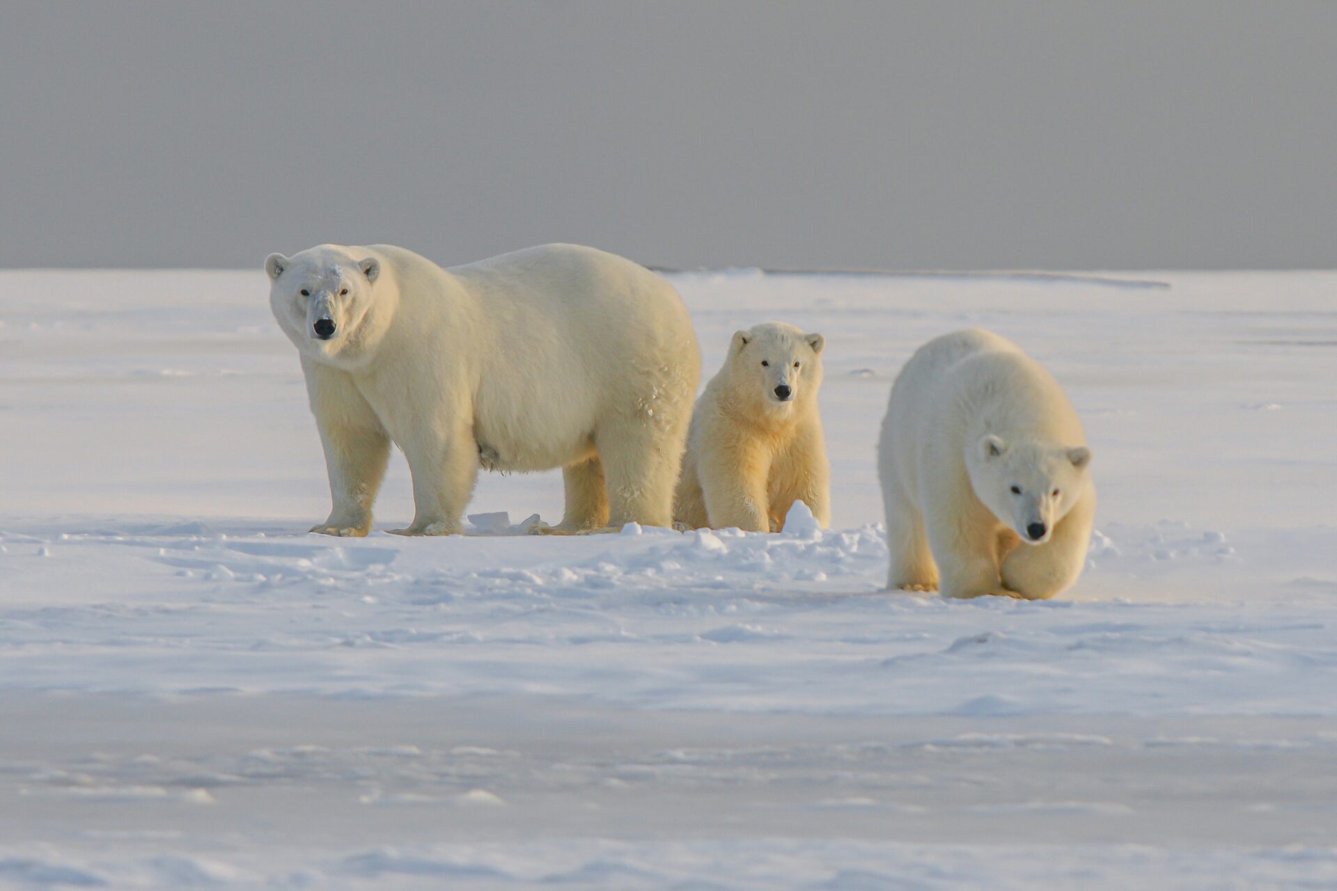 Eisbären-Safari Manitoba