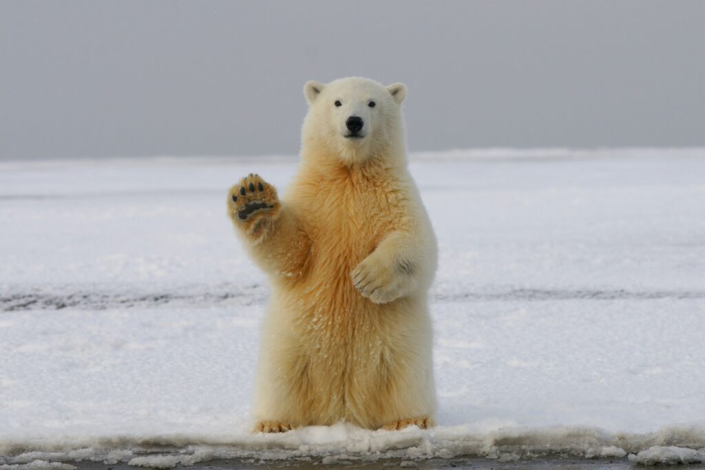 Grüßender Eisbär by hans-jurgen-mager-qQWV91TTBrE-unsplash