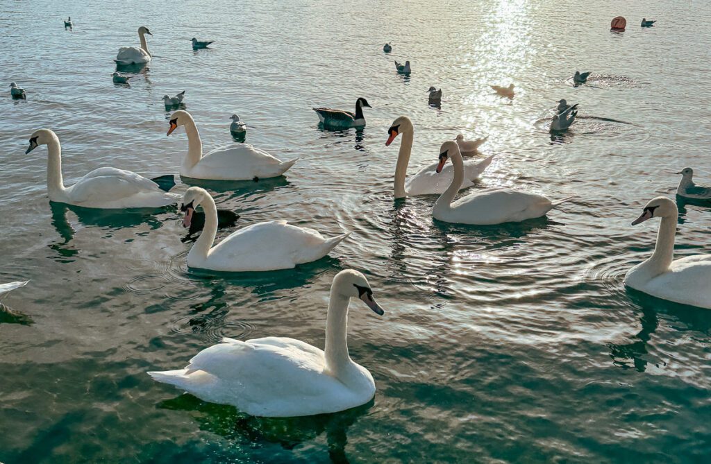 Schwäne und andere Wasservögel im Winter am Round Pond, Kensingtion Gardens, London